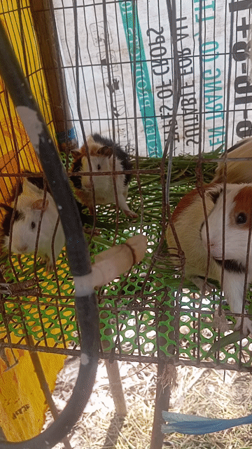 Chuột lang nhiều màu. Mua bán Thú cưng khác tại Huyện Long Phú Sóc Trăng được đăng bởi Phạm Thị Ngọc Hân hình 1