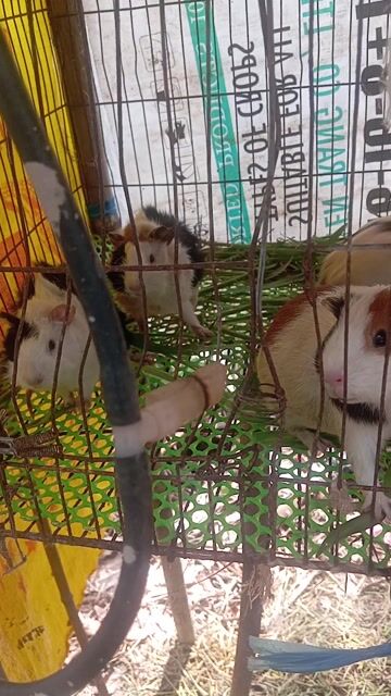 Chuột lang nhiều màu. Mua bán Thú cưng khác tại Huyện Long Phú Sóc Trăng được đăng bởi Phạm Thị Ngọc Hân hình 1