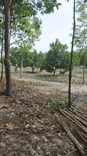 Cho thuê Đất Huyện Phú Giáo Bình Dương diện tích 12000 m² giá 9,9 triệu/tháng