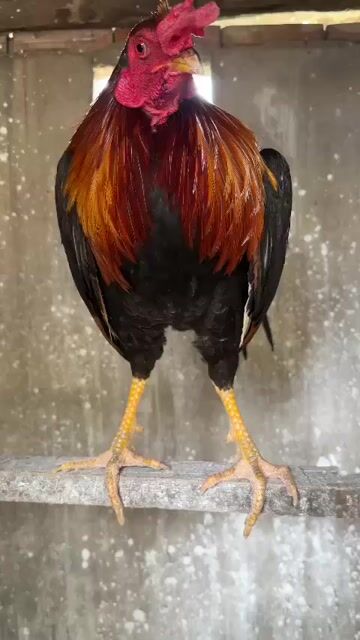 Gà chọi tơ 2.5kg trạng 2kg7. Mua bán Gà tại Huyện Bình Chánh Tp Hồ Chí Minh được đăng bởi Hoàng Nhân hình 1