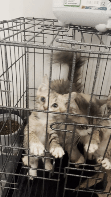 Mèo Lai Anh lông dài Vàng cam. Mua bán Mèo tại Quận Gò Vấp Tp Hồ Chí Minh được đăng bởi KU Đạt sale Trọ hình 1