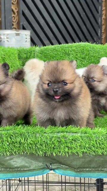 phốc sóc ( pom thái ) 2 tháng màu vàng & bò sữa. Mua bán Chó tại Huyện Bình Chánh Tp Hồ Chí Minh được đăng bởi mini pet house sài gòn hình 1