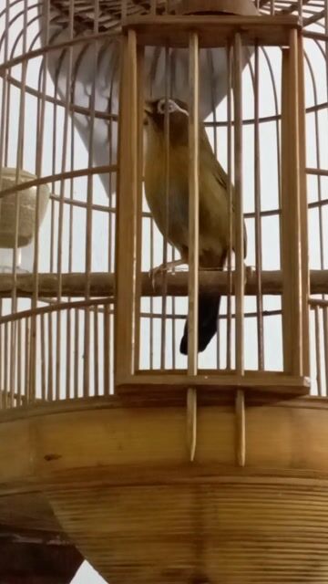 combo mi. Mua bán Chim tại Quận Ngũ Hành Sơn Đà Nẵng được đăng bởi Anh Quân hình 1