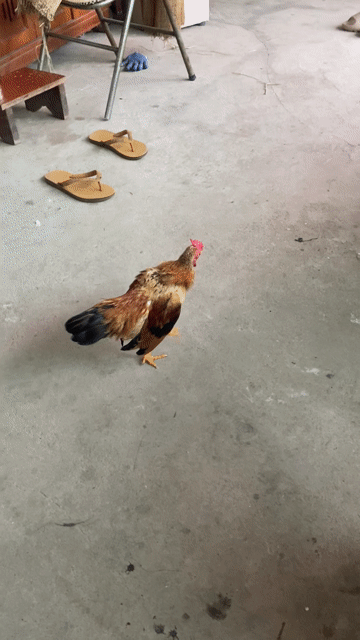 Gà giống 5 tháng cả hai 6 con. Mua bán Gà tại Huyện An Lão Hải Phòng được đăng bởi Hải Bèo hình 1