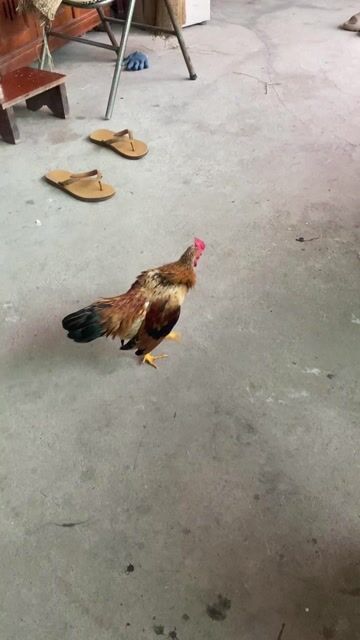 Gà giống 5 tháng cả hai 6 con. Mua bán Gà tại Huyện An Lão Hải Phòng được đăng bởi Hải Bèo hình 1