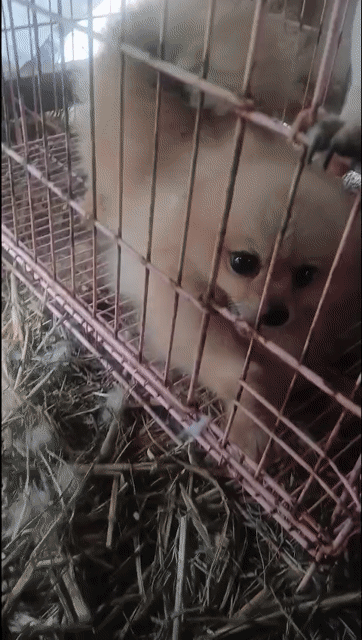 Chó Phốc Sóc cái Mini đag lên giống . Mua bán Chó tại Quận Ninh Kiều Cần Thơ được đăng bởi phương  hình 1