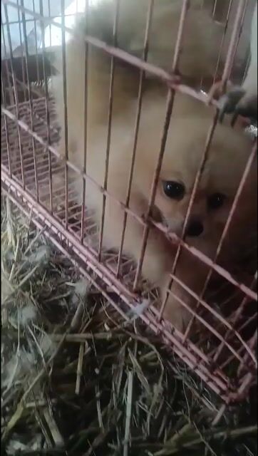 Chó Phốc Sóc cái Mini đag lên giống . Mua bán Chó tại Quận Ninh Kiều Cần Thơ được đăng bởi phương  hình 1