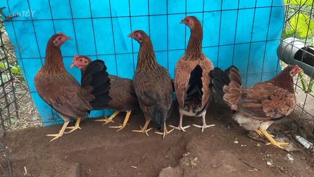 Gà tre mái nâu. Mua bán Gà tại Huyện Châu Thành Tiền Giang được đăng bởi Van Pho Pham hình 1