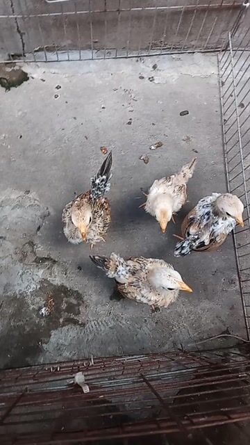 Gà tre bắc con. Mua bán Gà tại Thành phố Trà Vinh Trà Vinh được đăng bởi Ngân hình 1