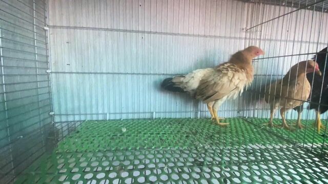 cặp gà tre bắc. Mua bán Gà tại Huyện Gò Công Tây Tiền Giang được đăng bởi Ga tre hình 1