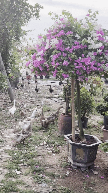 Gà trọi giống Đen làm cảnh đá. Mua bán Gà tại Huyện Gia Lâm Hà Nội được đăng bởi Duy hình 1