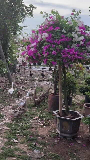 Gà trọi giống Đen làm cảnh đá. Mua bán Gà tại Huyện Gia Lâm Hà Nội được đăng bởi Duy hình 1