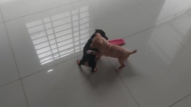 Chó lai lạp xưởng đen nâu. Mua bán Chó tại Thành phố Buôn Ma Thuột Đắk Lắk được đăng bởi Thu hiền hình 1