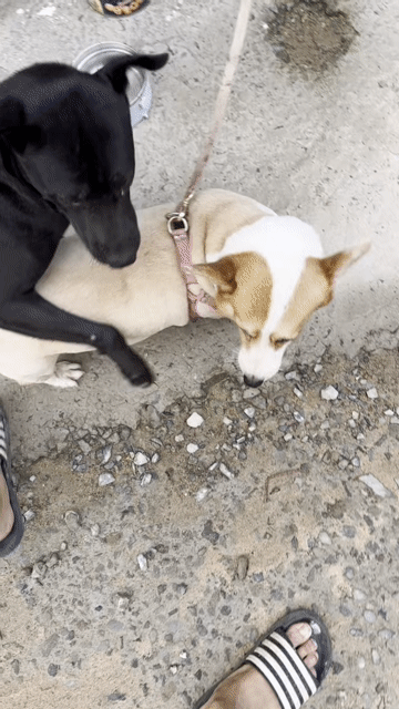 Chó Corgi Cái Hơn 1 năm Đã tiêm ngừa. Mua bán Chó tại undefined Bình Dương được đăng bởi Johnny Trường Lê hình 1