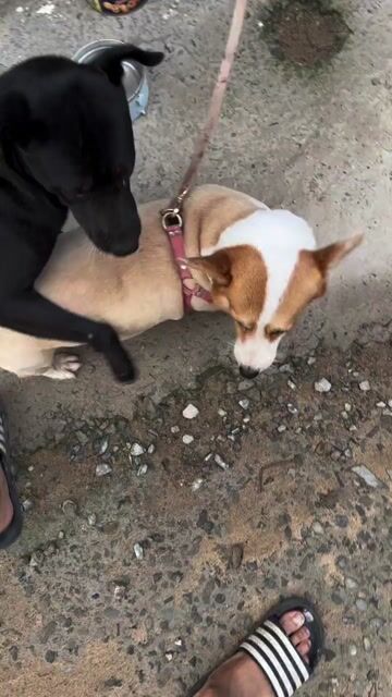 Chó Corgi Cái Hơn 1 năm Đã tiêm ngừa. Mua bán Chó tại undefined Bình Dương được đăng bởi Johnny Trường Lê hình 1