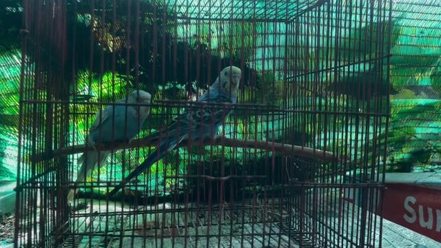Chim Yến phụng Xanh Trắng sắp sinh sản. Mua bán Chim tại Huyện Ba Tri Bến Tre được đăng bởi man hình 1