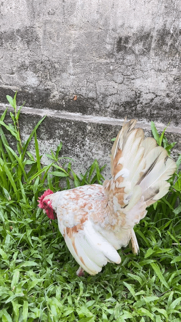 Gà vảy cá đực. Mua bán Gà tại Huyện Phụng Hiệp Hậu Giang được đăng bởi Văn Lê hình 1