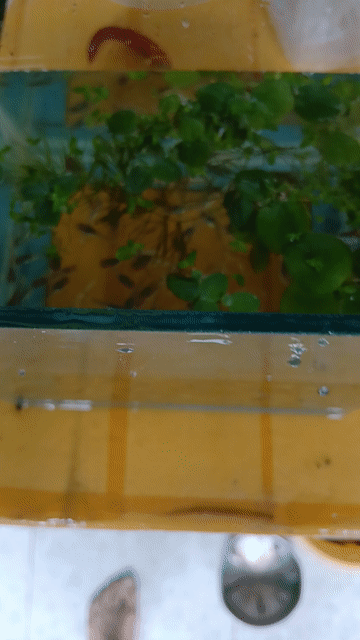 Cá cảnh Tiger Nhật Đa dạng Dễ nuôi. Mua bán Thú cưng khác tại Thành phố Thủ Đức Tp Hồ Chí Minh được đăng bởi LH Fish hình 1