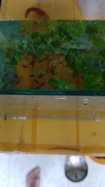 Cá cảnh Tiger Nhật Đa dạng Dễ nuôi. Mua bán Thú cưng khác tại Thành phố Thủ Đức Tp Hồ Chí Minh được đăng bởi LH Fish hình 1