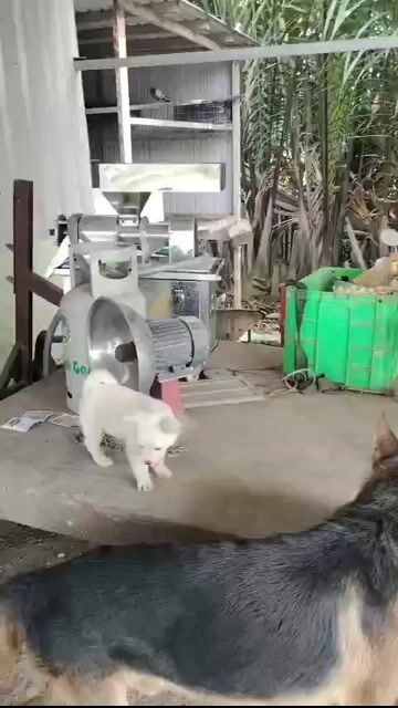 Chó Phốc hươu màu Đen. Mua bán Chó tại Thành phố Thủ Đức Tp Hồ Chí Minh được đăng bởi Đạt Trương hình 1