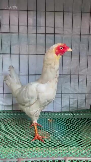 Gà mái bướm chân xanh 2 cựa trắng 2k zin còn lên. Mua bán Gà tại Quận 6 Tp Hồ Chí Minh được đăng bởi A Tài Gà đá Miền Tây 1 hình 1