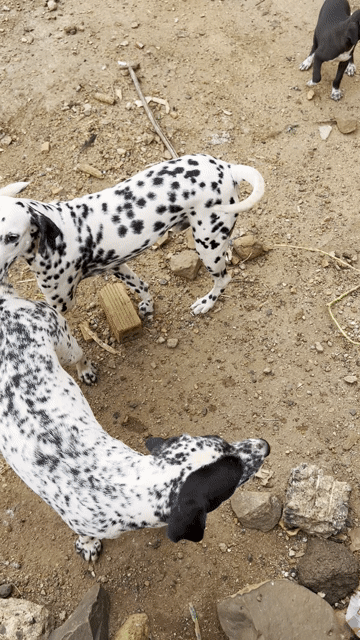Chó Dalmatian Đen trắng Cả hai. Mua bán Chó tại Thành phố Buôn Ma Thuột Đắk Lắk được đăng bởi vi dien hình 1