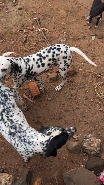 Chó Dalmatian Đen trắng Cả hai. Mua bán Chó tại Thành phố Buôn Ma Thuột Đắk Lắk được đăng bởi vi dien hình 1