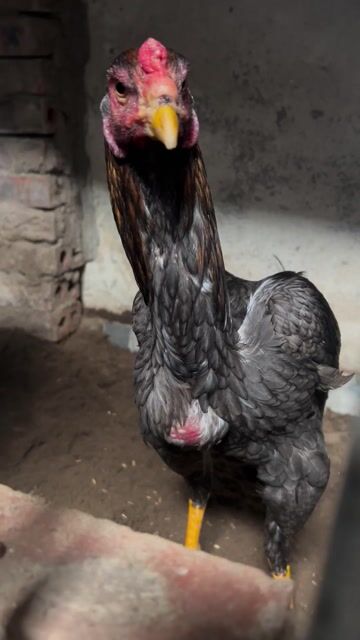 xám soi mỏ. Mua bán Gà tại Huyện Thanh Trì Hà Nội được đăng bởi Thuỷ hình 1