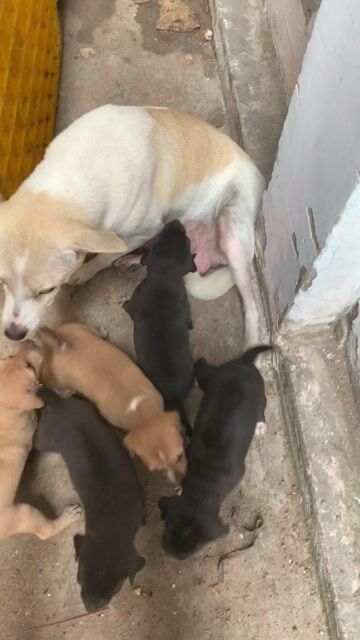 Chó  nhỏ đen, nâu vàng. Mua bán Chó tại Huyện Long Điền Bà Rịa - Vũng Tàu được đăng bởi lê tám hình 1