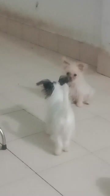 Chó Chihuahua cái 5 tháng đủ mũi. Mua bán Chó tại Huyện Bàu Bàng Bình Dương được đăng bởi Per Ala  hình 1