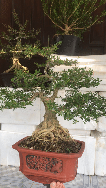 Bonsai linh sam đế nổi tàn phân tầng duyên dáng. Mua bán Cây cảnh, đồ trang trí tại Huyện Chợ Lách Bến Tre được đăng bởi Loan Phạm hình 1