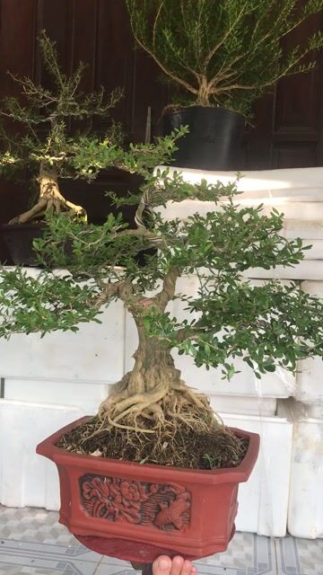 Bonsai linh sam đế nổi tàn phân tầng duyên dáng. Mua bán Cây cảnh, đồ trang trí tại Huyện Chợ Lách Bến Tre được đăng bởi Loan Phạm hình 1