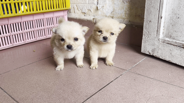Chó chihuahua lai phóc sóc mini. Mua bán Chó tại Quận 8 Tp Hồ Chí Minh được đăng bởi Phan hung tam hình 1