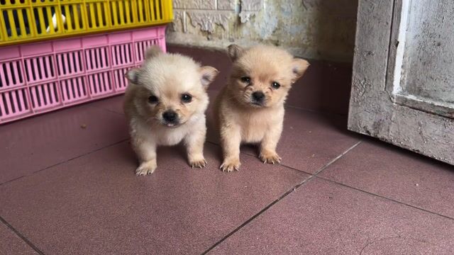 Chó chihuahua lai phóc sóc mini. Mua bán Chó tại Quận 8 Tp Hồ Chí Minh được đăng bởi Phan hung tam hình 1