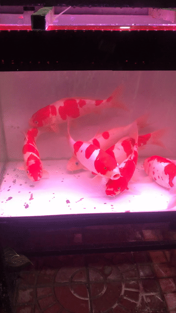 Cá Koi Trắng đỏ 20-35 cm. Mua bán Thú cưng khác tại Quận Bình Thuỷ Cần Thơ được đăng bởi Thống Cần Thơ hình 1