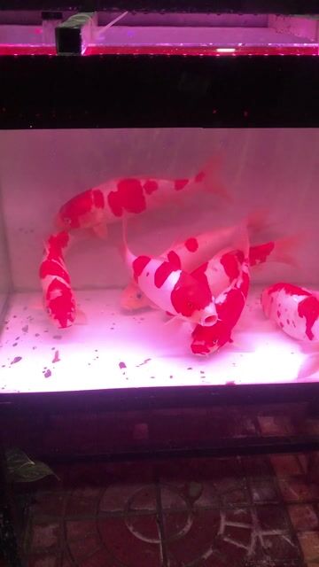 Cá Koi Trắng đỏ 20-35 cm. Mua bán Thú cưng khác tại Quận Bình Thuỷ Cần Thơ được đăng bởi Thống Cần Thơ hình 1