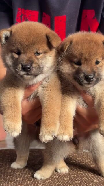 Chó Shiba Inu. Mua bán Chó tại Huyện Nhà Bè Tp Hồ Chí Minh được đăng bởi Mr Hiền hình 1