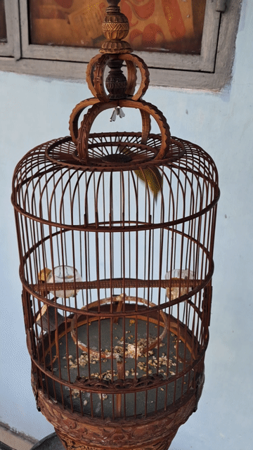 1 bộ khoen chim 2 mùa lổi bể khoen .líu lai rai. Mua bán Chim tại Quận Phú Nhuận Tp Hồ Chí Minh được đăng bởi Hoàng Trần hình 1