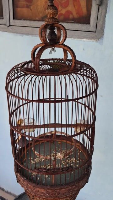 1 bộ khoen chim 2 mùa lổi bể khoen .líu lai rai. Mua bán Chim tại Quận Phú Nhuận Tp Hồ Chí Minh được đăng bởi Hoàng Trần hình 1