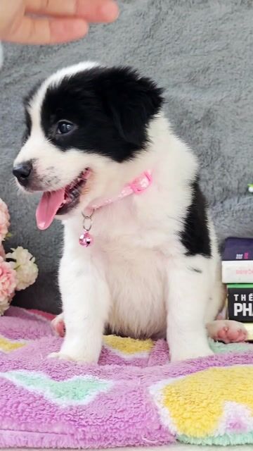 Gái Nhật F dễ thương chào sen cute😙😙😙. Mua bán Chó tại Huyện Hóc Môn Tp Hồ Chí Minh được đăng bởi Smile Pet hình 1