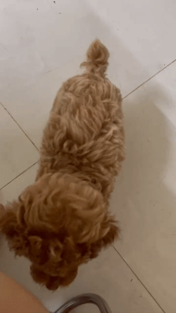 Chó Poodle Tiny Đực Thuần Chủng 3 tháng /1 mũi/. Mua bán Chó tại Quận Bình Thạnh Tp Hồ Chí Minh được đăng bởi anh quynh hình 1