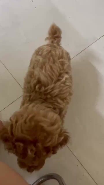 Chó Poodle Tiny Đực Thuần Chủng 3 tháng /1 mũi/. Mua bán Chó tại Quận Bình Thạnh Tp Hồ Chí Minh được đăng bởi anh quynh hình 1