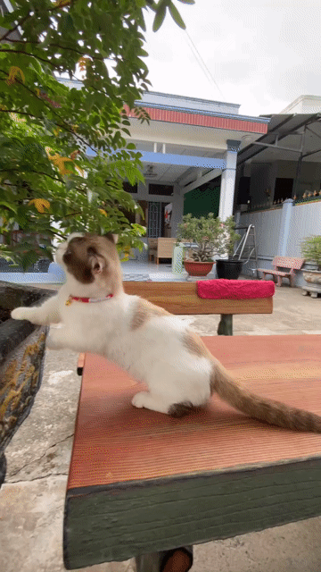Đực lùn phối sung. Mua bán Mèo tại Huyện Củ Chi Tp Hồ Chí Minh được đăng bởi Nguyễn Dũng hình 1
