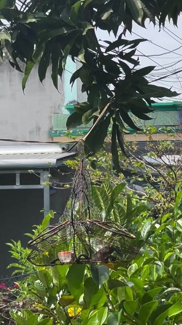Chim sdd cám cứng. Mua bán Chim tại Huyện Nhà Bè Tp Hồ Chí Minh được đăng bởi Quang Trường hình 1