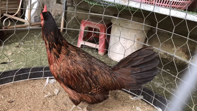 xanh 2k6 . Mua bán Gà tại Huyện Châu Thành Bến Tre được đăng bởi văn tài  hình 1