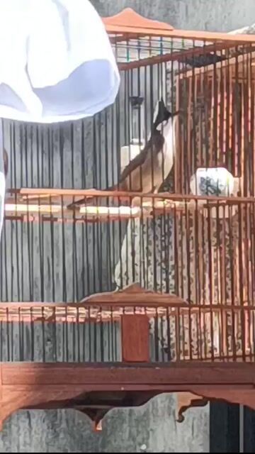 Chim chào mào. Mua bán Chim tại Quận Gò Vấp Tp Hồ Chí Minh được đăng bởi chiến  hình 1