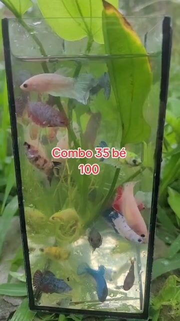 Cá Betta Đa màu không cần oxy. Mua bán Thú cưng khác tại Huyện Long Hồ Vĩnh Long được đăng bởi Phạm Thuỳ Giang hình 1