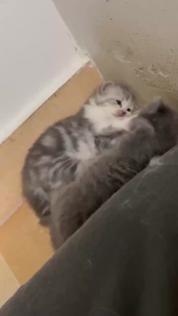 Mèo Thần tài ALD sinh ngay mùng 1 Tết (17/02/2026). Mua bán Mèo tại Thành phố Thủ Đức Tp Hồ Chí Minh được đăng bởi Thu Trang hình 1