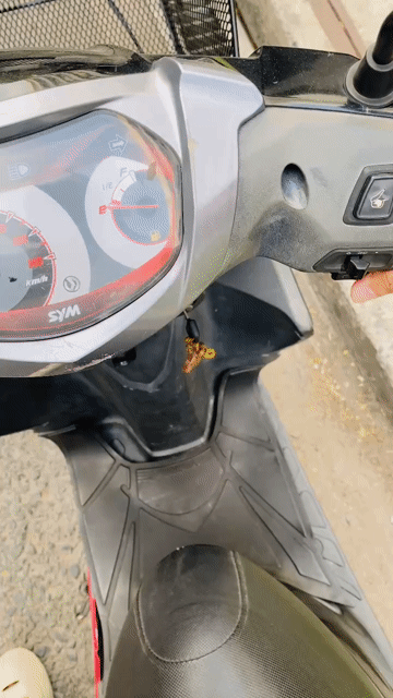 SYM Passing 125/ Attila X. Mua bán Xe máy tại Quận Tân Phú Tp Hồ Chí Minh được đăng bởi Đức Ba hình 1