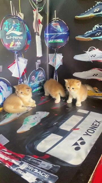 Mèo Golden. Mua bán Mèo tại Huyện Củ Chi Tp Hồ Chí Minh được đăng bởi Cường Củ Chi hình 1